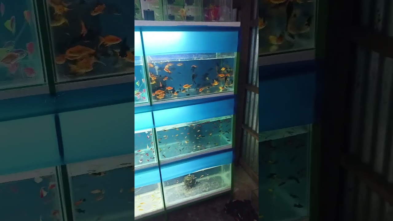 Aquarium setups #shorts #shortfeed