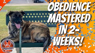 Birmingham Dog Trainers - 7 month old German shepherd/Pitbull mix Masters obedience in 2-weeks!