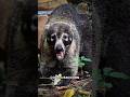 Is This a Mix Between a Raccoon and a Monkey?!#coati#wildlife #foryou