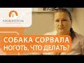 🐾 Как обработать рану, если собака сорвала ноготь. Как обработать рану собаке. 12+