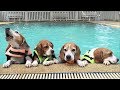 Funny And Cute Beagle Puppies Compilation #4 - Cutest Beagle Puppies