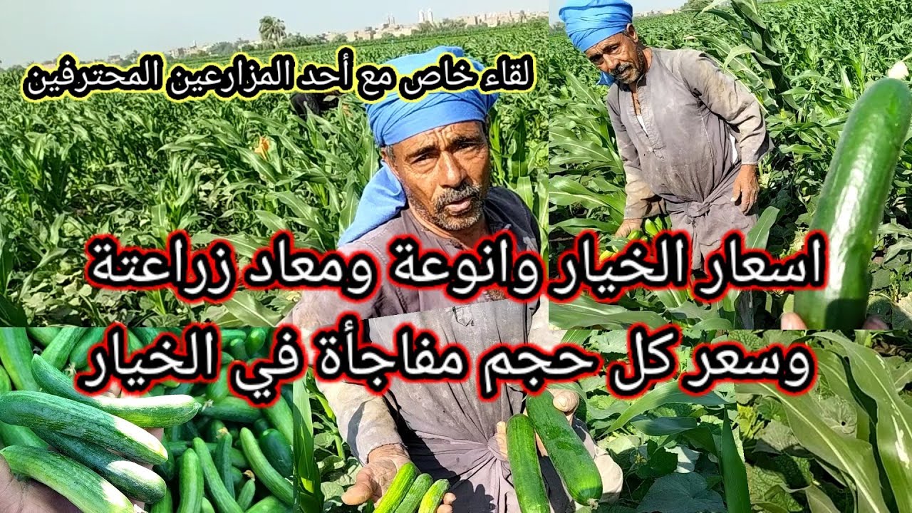 اسعار الخيار في العالي من علي الارض معلومات هامة جداً انوعة وسعر كل حجم ومعاد زراعتة
