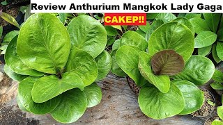 Anthurium Mangkok Lady Gaga | Perawatan, Media Tanam, Pupuk Tanaman Hias Anthurium Jemanii Mangkok