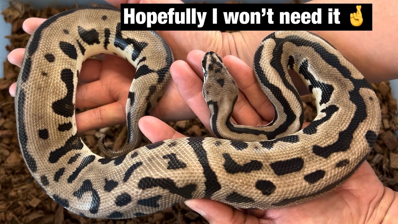 The importance of backup male Ball Pythons for Breeding - YouTube