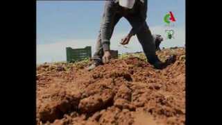 Algerie,Tiaret agriculture news.