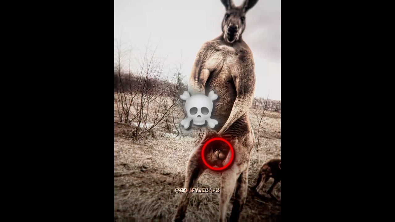 Speed Shocked About Male Kangaroos💀#ishowspeed #kangaroo #edit