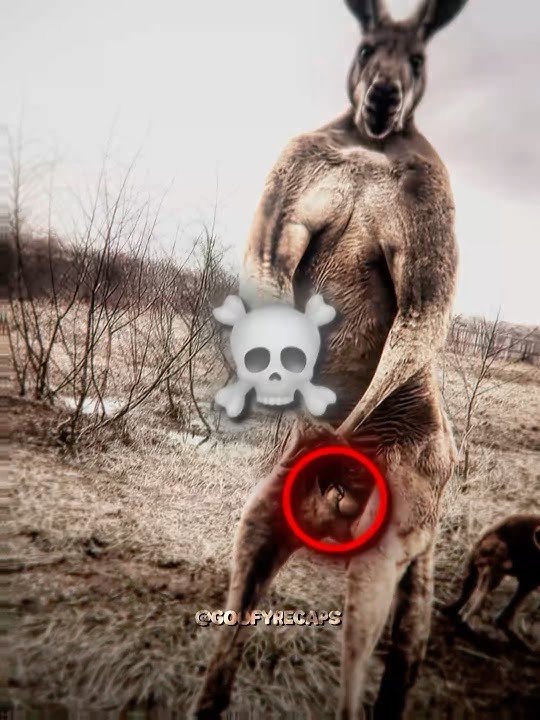 Speed Shocked About Male Kangaroos💀#ishowspeed #kangaroo #edit