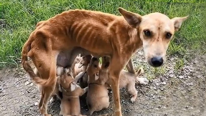 15 Heartbreaking Animal Rescues - YouTube