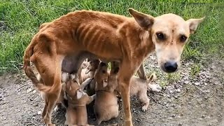 15 Heartbreaking Animal Rescues - YouTube