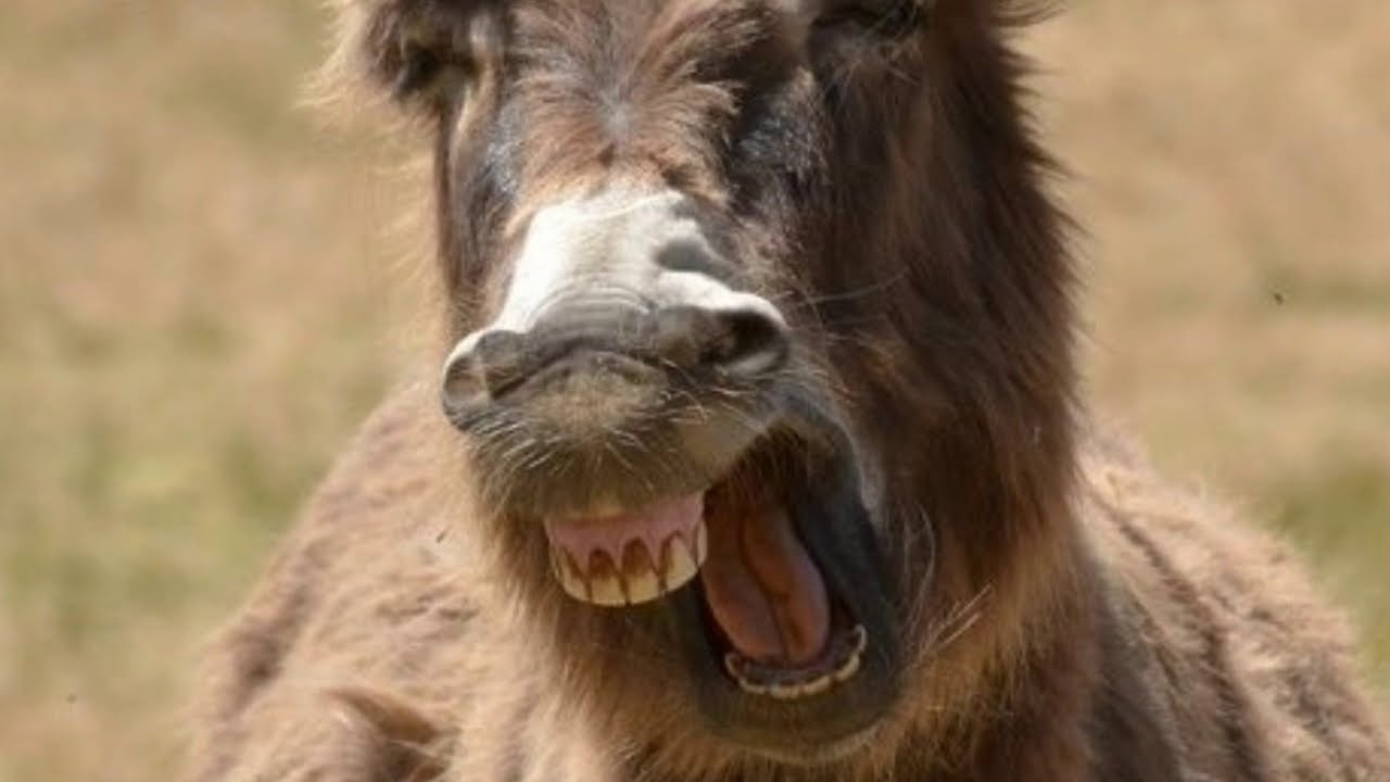 जानिए क्यों आती है उबासी ? |Craz Mirza