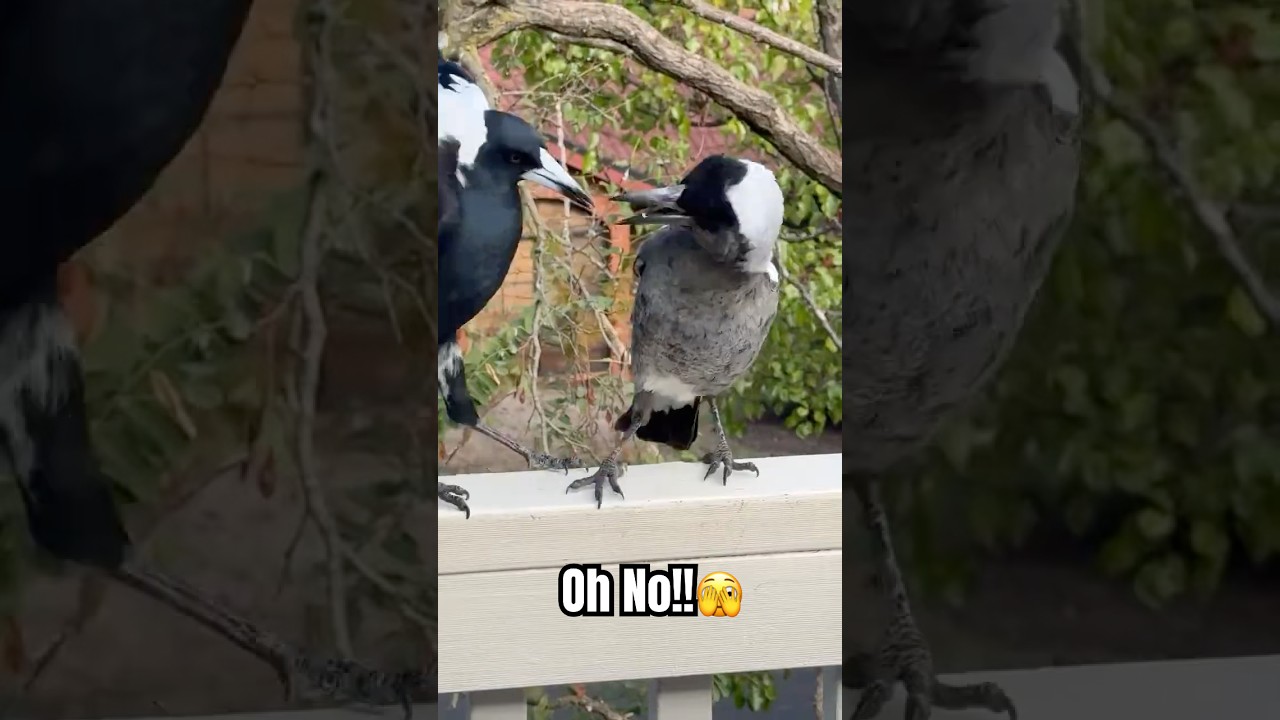 Magpie Tough Love: Is It Really Cruel? 🫣 