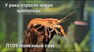 картинка: Рак регенерировал отросла щупальца Радужная рыбка Плекостумус Л109 чистит кактус в ноль за 4 дня