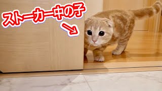 飼い主と姉猫をストーカーする子猫が可愛すぎた。【マンチカン】