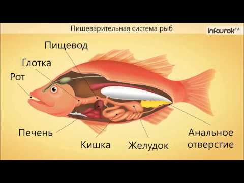 Органы пищеварения. Обмен веществ