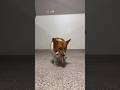 Let’s see what Low Riders we have at dog daycare, pt.2!