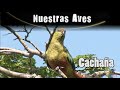 CACHAÑA - Serie Nuestras Aves