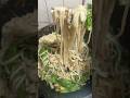 關廟麵怎麼做都好吃#關廟麵