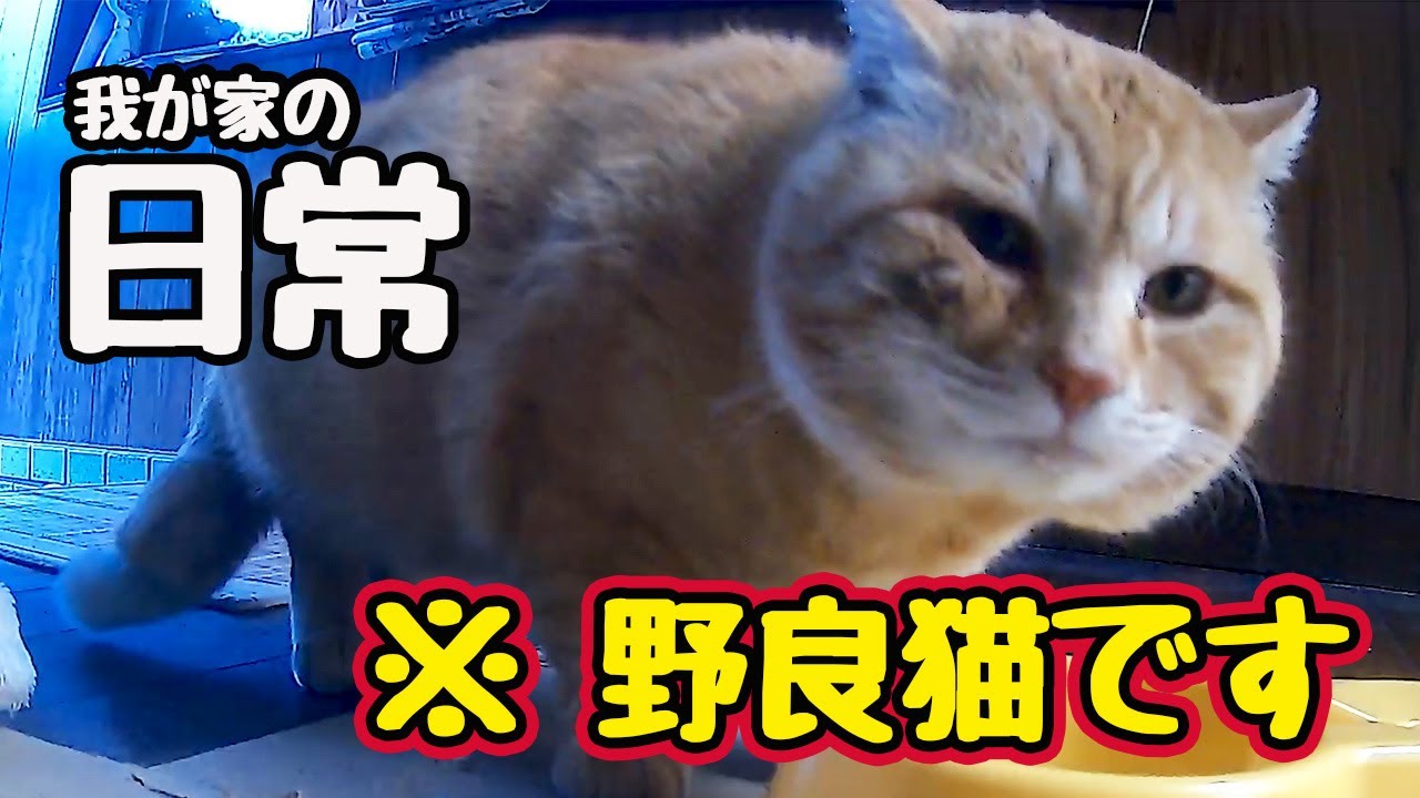 知らん間に来てます…【野良猫】 - YouTube