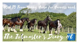 THE JOBMASTER&#39;S DIARY - EPISODE 6 - HOW TO TRAIN YOUNG HORSE FOR HARNESS WORK