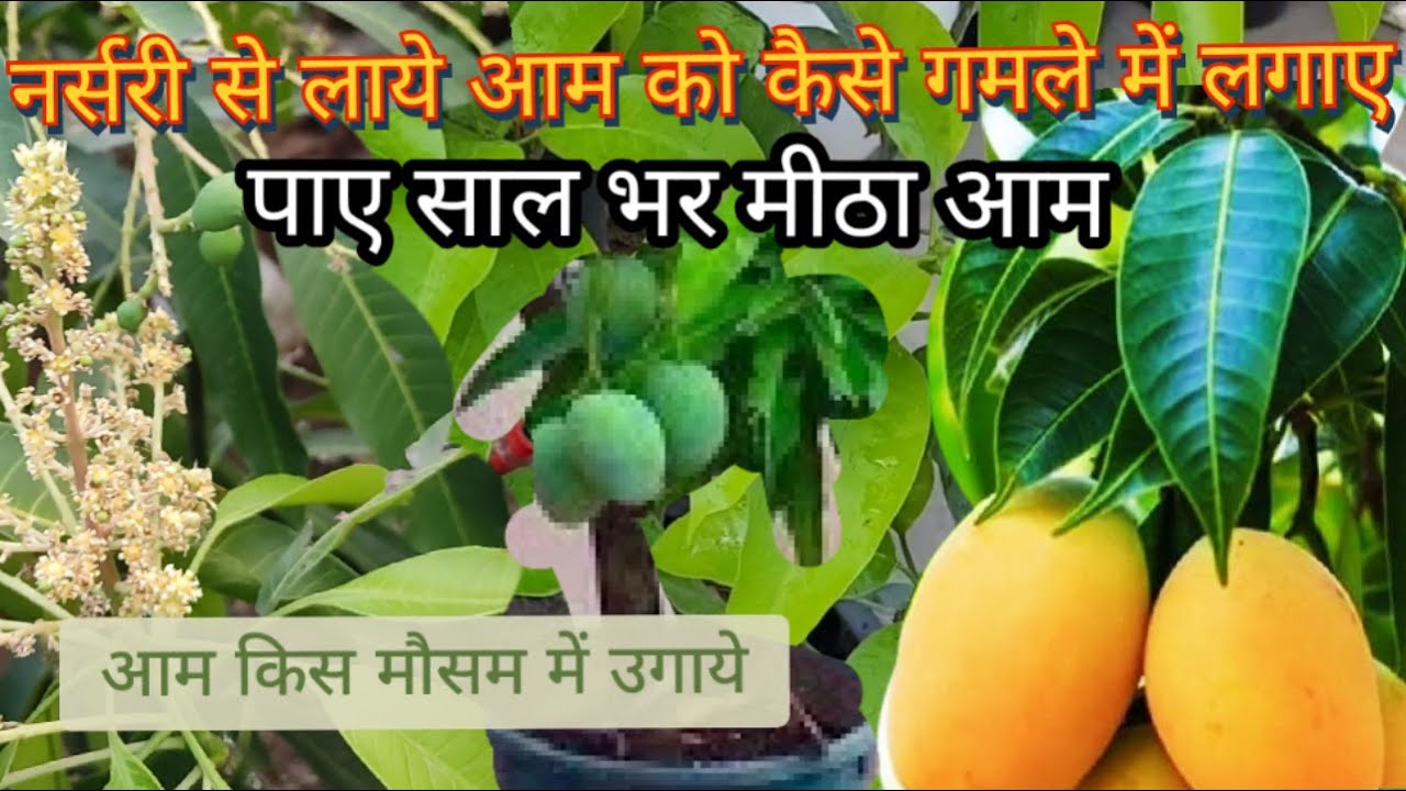 आम के पेड़ को गमले में कैसे लगाए, पाएँ साल भर आम Grow Mango Plant in ...
