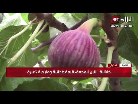 حنشلة تجفيف التين وحفظه وقت الحاجة من العادات التي تأبى الاندثار