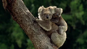 Jak vypadá koala?
