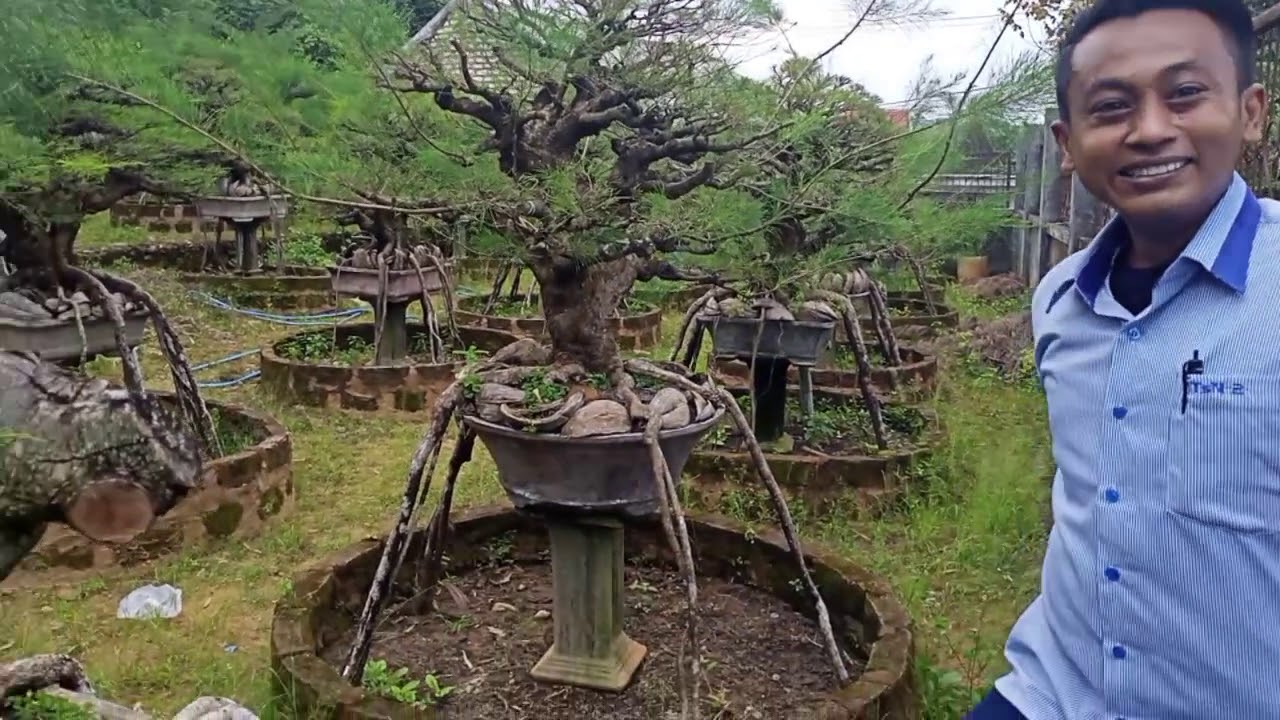 bonsai cemara udang (dewa bonsai sumenep)