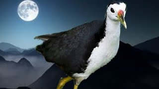 Suara burung ruak ruak pagi siang sore malam ribut gacor