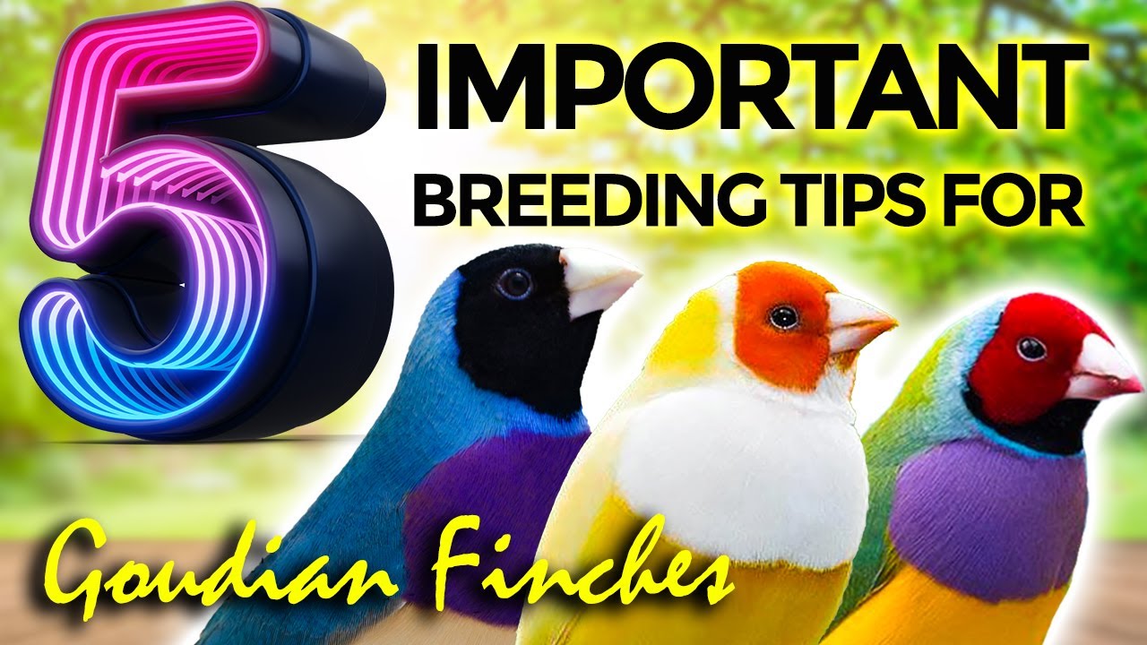 New 5 Breeding tips for Lady Gouldian Finch Mutation | Finch Care ...