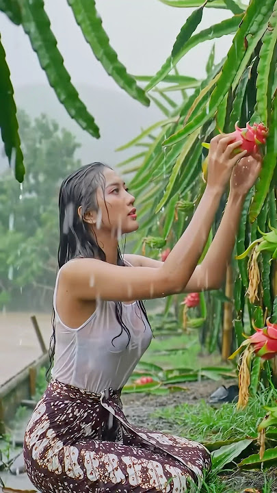 Beautiful village girl harvesting dragon fruit during heavy rain and thunderstorm ipeaceful village