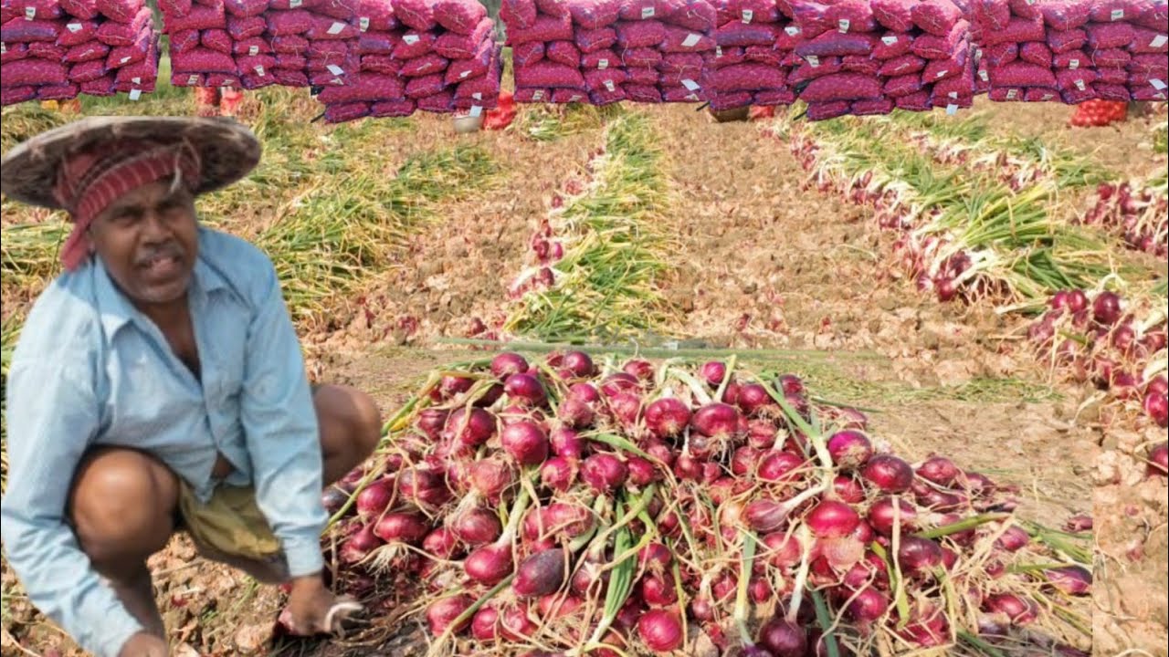 মাঠ থেকে উঠছে প্রাচুর সুখসাগর পেঁয়াজ | এ বছর ফলন ভালো হলেও দাম নেই | কী বলছেন হুগলির পেঁয়াজ চাষিরা