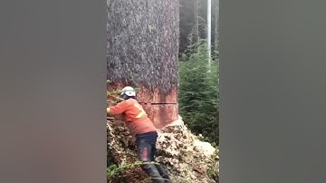 a clever idea to cutting down this HUGE tree 😱 #tree #short #shorts #shortvideo #shortsvideo #fypシ