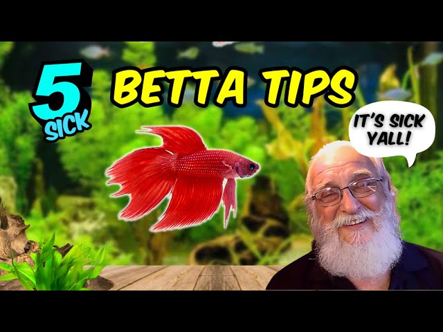 The Shocking Truth about Betta Care You Don't Want to Hear. class=