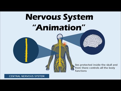 ⁣Nervous System Animation