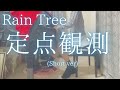 【Rain Tree】「定点観測」(Short ver) を弾いてみました。