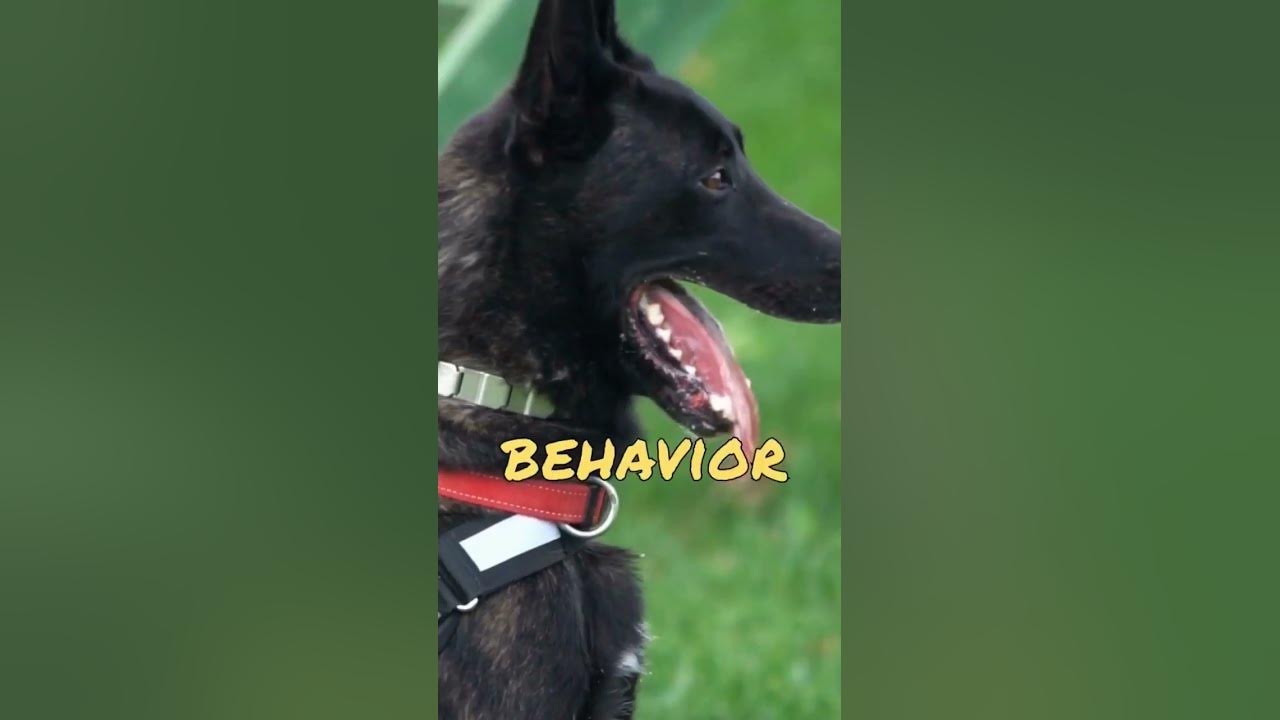 Dogs Burying Bones Bizarre Canine Behaviors Explained!🤯😲 1 - YouTube