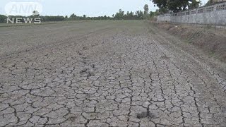 タイで深刻な干ばつ被害　工業用水不足の可能性も(15/07/08)