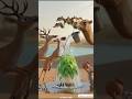 ऊंट और आम का पेड़ 🍃 | Emotional 3D Animation Story | #shortsfeed #ytstudio #animals #aishorts