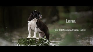 Lena bouledogue continental | Vidéo cinématographique