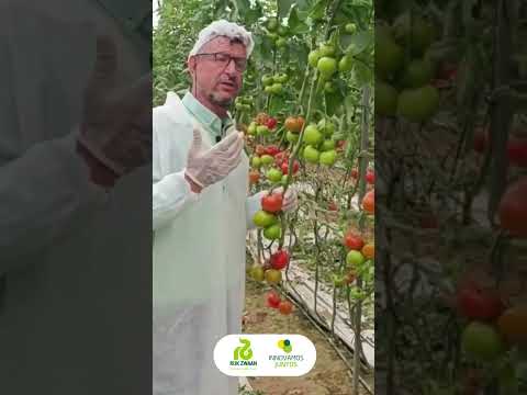 Vídeo: Informació de la planta Earliana: com cultivar una varietat de tomàquet 