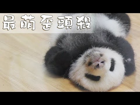 《熊貓早晚安》最萌歪頭殺 | iPanda熊貓頻道