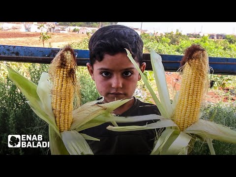 بسعر الجملة مبادرة لبيع الذرة الصفراء في ريف إدلب