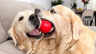 Amazing Golden Retrievers Play Time!