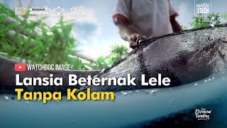 Lansia Beternak  Lele Tanpa Kolam