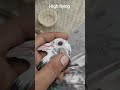 good quality high flying black eyes pigeon