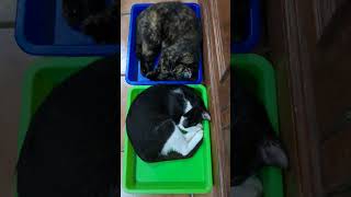 Power napping duo! இனிமையான கனவுகள்! 😃😺🧡 #cat #cute #funny