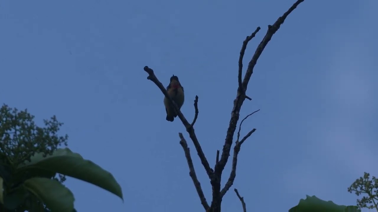 Fire Breasted Flowerpecker Call