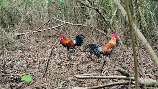 Pikat Ayam hutan muda sangat agresiv