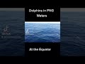 Dolphins in png waters