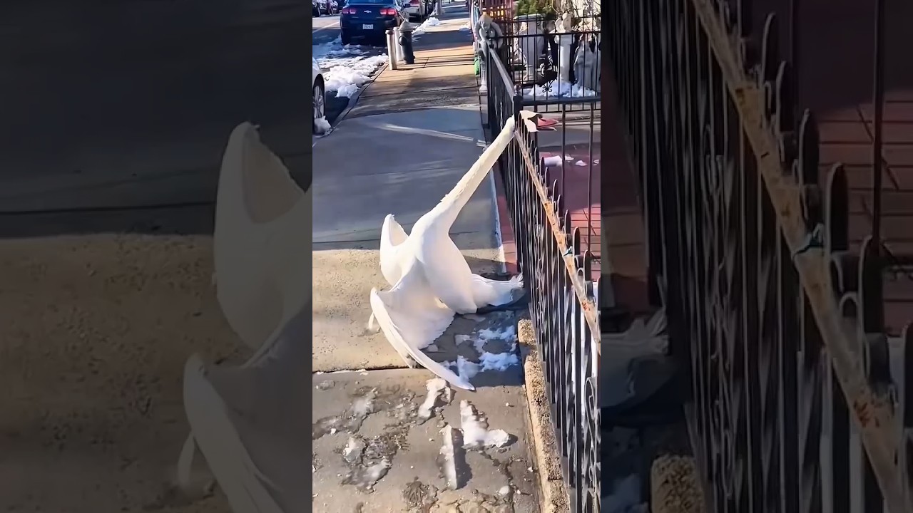 A Swan’s True Love Story 🦢❤️ 